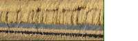 合鴨米は稲木にかけて天日干ししています